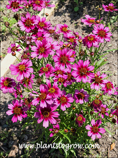 In the full sun the flowers were very bright.